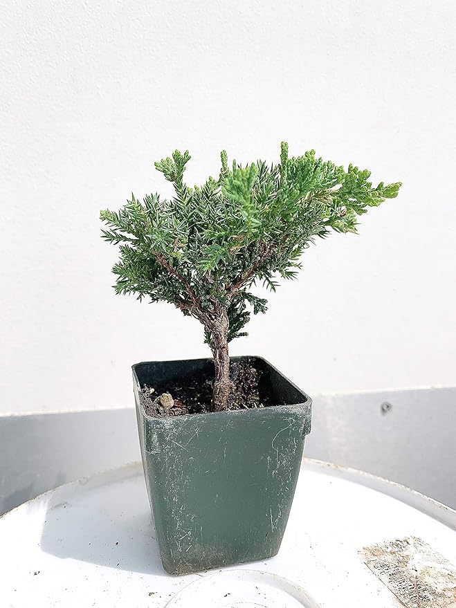 Bonsai Tree Japanese Juniper Procumbens 'Green Mound'
