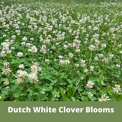 Flawn Seed Kits White Dutch Clover Seed, 1 Lb, Organic Coated, Natural Lawn, Ground Cover, Hunting Food Plot, Covers up to 3,600 Sqft