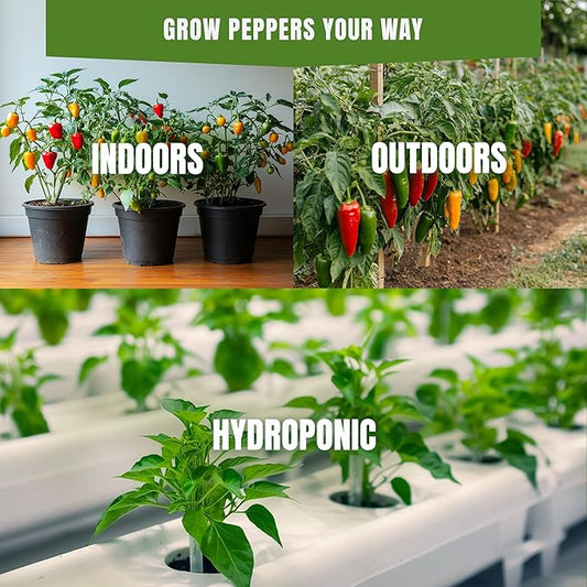 Fall & Winter Hungarian Sweet Wax Pepper Seeds for Indoor Planting – 50 Non-GMO Heirloom USA-Grown Mild Sweet Pepper Seeds with High Germination (Capsicum annuum)