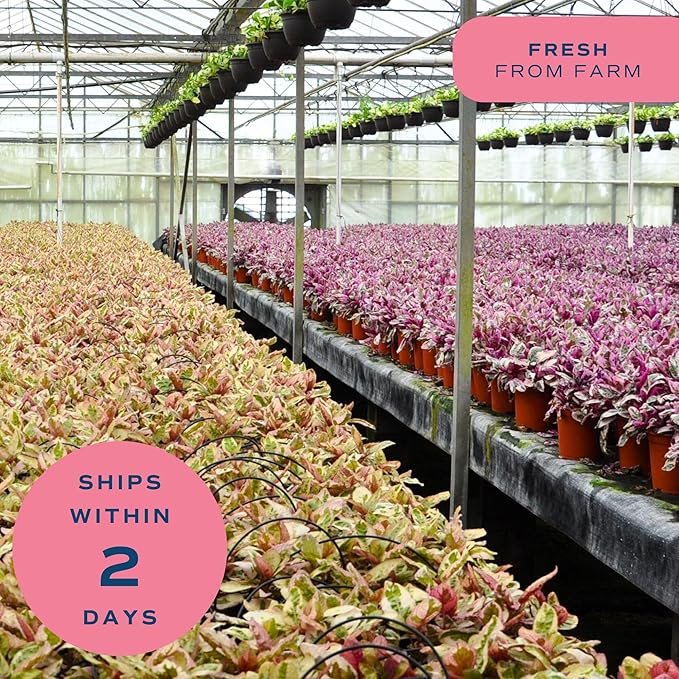 Costa Farms Champs Élysées Pothos Live Plant, Climbing or Trailing Indoor Houseplant | 12-Inches Tall | Trending Tropicals Collection | Self-Watering Pot | Easy Grow Plant for Home, Room Decor