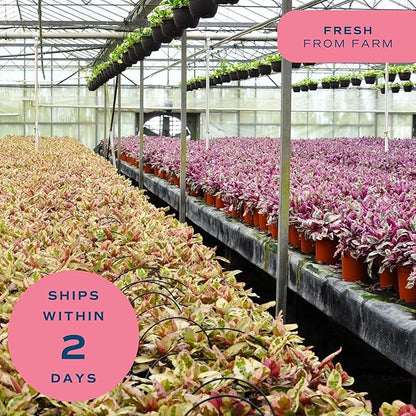 Costa Farms Champs Élysées Pothos Live Plant, Climbing or Trailing Indoor Houseplant | 12-Inches Tall | Trending Tropicals Collection | Self-Watering Pot | Easy Grow Plant for Home, Room Decor