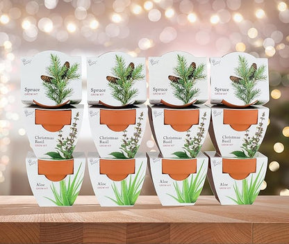 BUZZY Seeds Radiant Collection Grow Kits, 12-Pack Mini Terracotta Pots with Aloe, Christmas Basil, and Spruce Seed Packs,All-in-One Starter Set for All Ages, Gardening Gifts, Stocking Stuffers