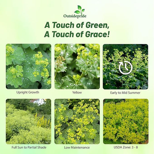 Outsidepride Lady's Mantle Seeds - 2000 Pcs. Perennial, Versatile & Low Maintenance, Flower Seeds for Planting Clustered Yellow Blooms with Velvety Foliage for Cut Flower Bouquets & Pollinator Gardens