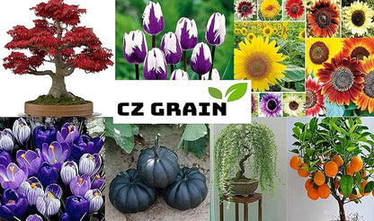 Colorful Mixed Climbing Vine Seeds - 200+ Seeds Mix Morning Glory, Nasturtium, Black Eyed Susan Vine and Sweet Pea