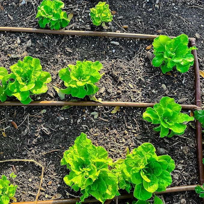 Drip Irrigation Line 1/4" Tubing Roll, 6" Emitter Spacing.52 GPH, Color Black (.170 ID x 240 OD) - Will Work from Gravity Feed (50' Foot Roll)