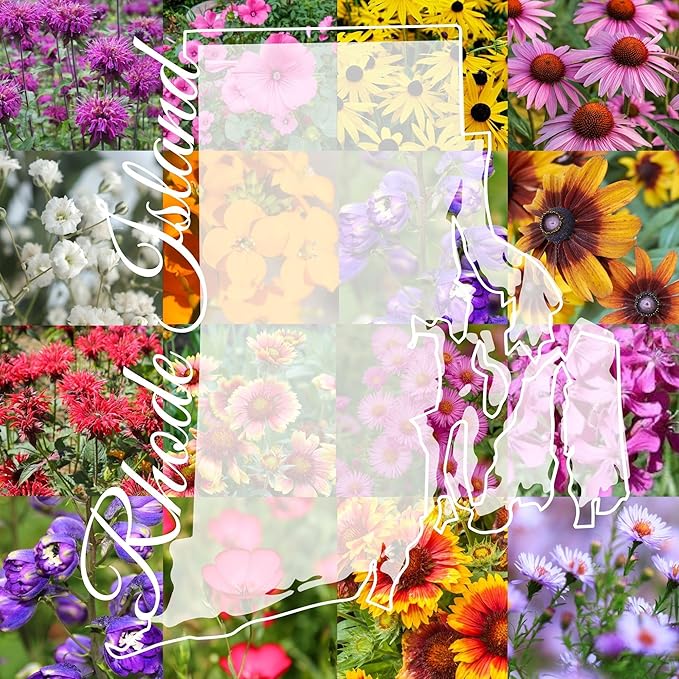 Rhode Island Bulk Perennial Wildflower Seed Mix 1lb Covers 2,000sq-ft - Attract Pollinators, Multi-Color Blooms - Northeast US Species Plant in Spring/Fall - Earth-Friendly Packaging (1 Pound)
