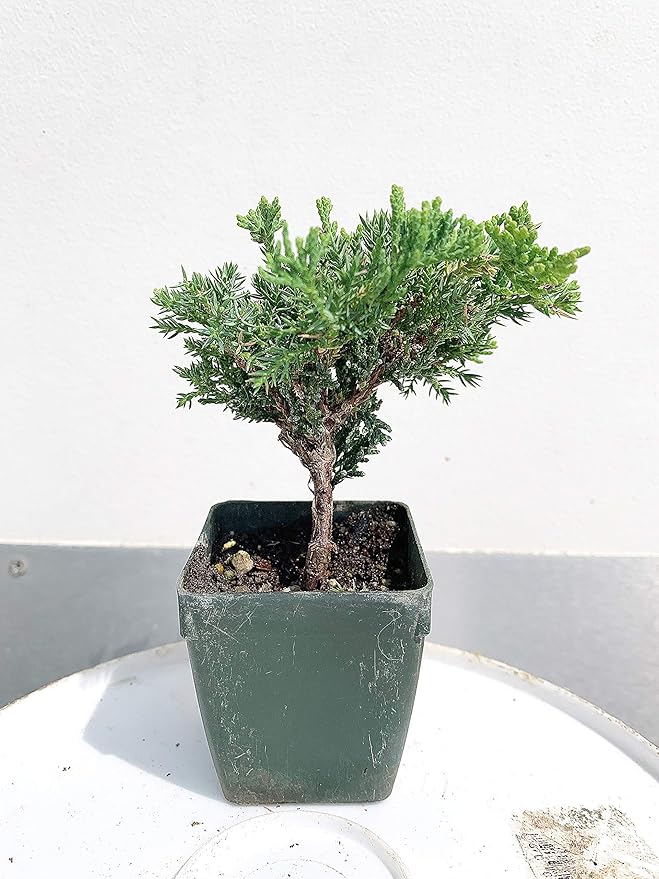 Bonsai Tree Japanese Juniper Procumbens 'Green Mound'