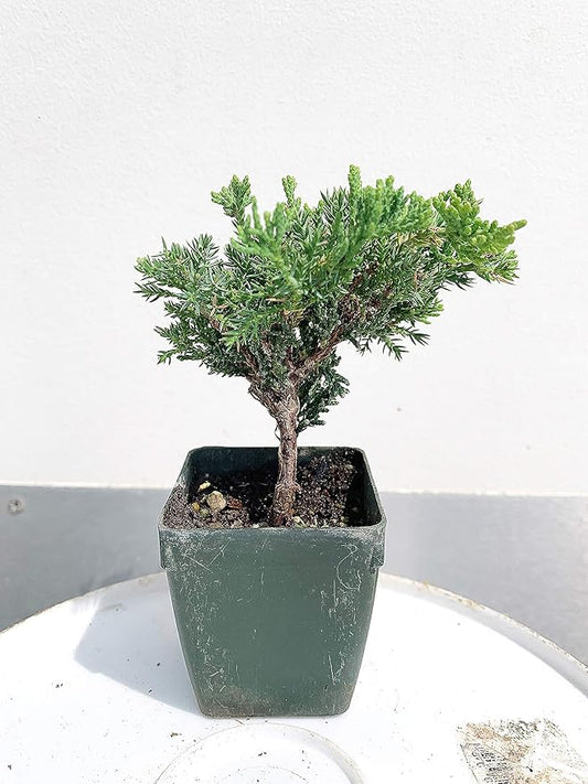 Bonsai Tree Japanese Juniper Procumbens 'Green Mound'