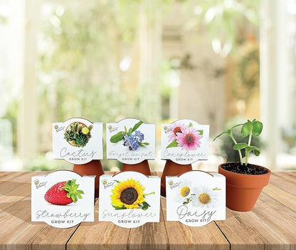 BUZZY Seeds Terracotta Mini Grow Pots 6-Pack – Indoor Gardening Seed Starter Kit with Herbs & Flowers – DIY Grow Your Own Plants Kit for Beginners