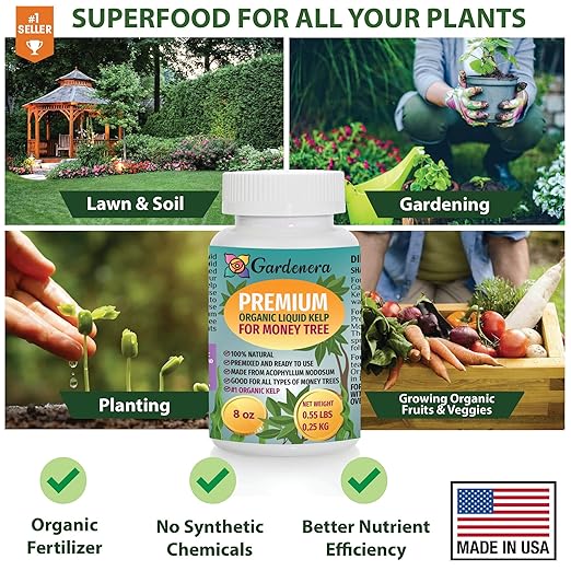 GARDENERA Premium Organic Seaweed & Kelp Superfood for Money Tree Plants - 32 oz - Liquid Kelp Fertilizer Concentrate (Makes 180 Gallons)