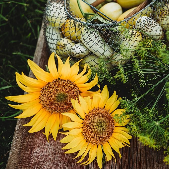 Peredovik Sunflower - 50 Seeds - Pollinator-Friendly, Attracts Birds, Bees & Butterflies, Non-GMO Russian Sunflower Seeds for Planting Outdoors in The Home Garden, Thresh Seed Company