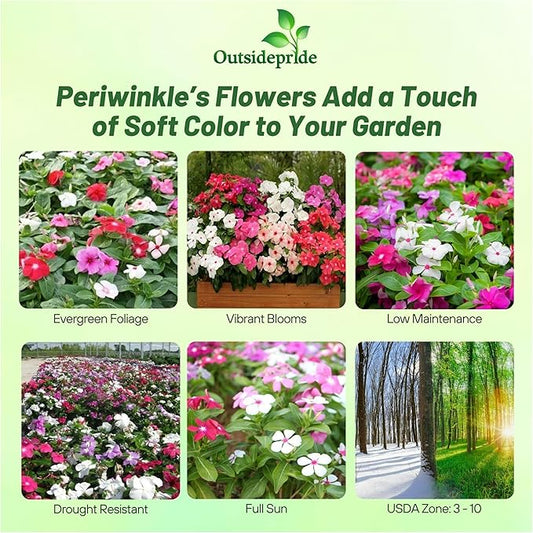 Outsidepride Mix Periwinkle Seeds for Planting – 4000 Pcs Annual, Fast-Blooming, Heat & Drought Tolerant Vinca Flower Seeds with Vibrant Colors Ideal for Gardens, Beds, Borders & Containers