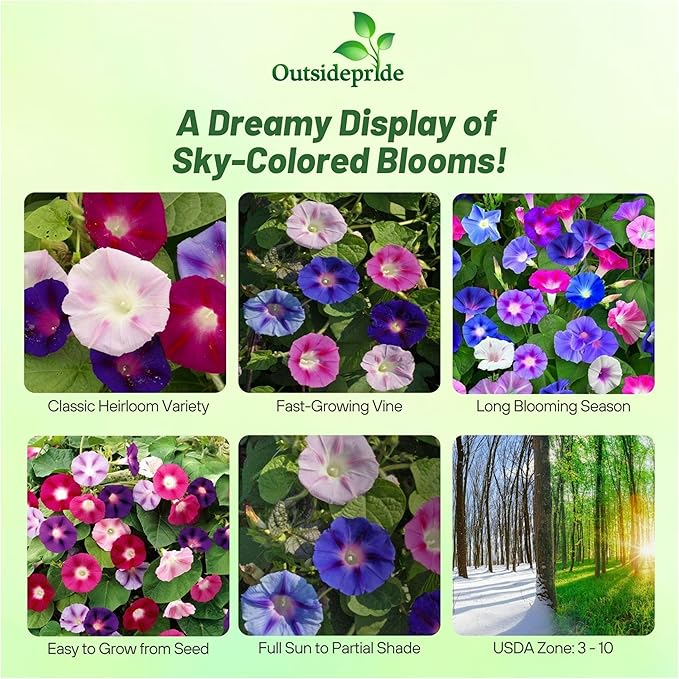 Outsidepride 250 Seeds Annual Ipomoea Purpurea Morning Glory Fieldgrown Climbing Vine Flower Seeds for Planting