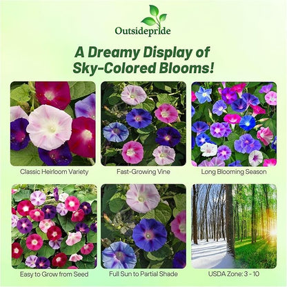 Outsidepride 250 Seeds Annual Ipomoea Purpurea Morning Glory Fieldgrown Climbing Vine Flower Seeds for Planting