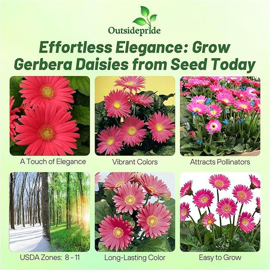 Outsidepride Rose Shades Gerbera Seeds - 20 Pcs Perennial, Compact & Low Maintenance, Flower Seeds for Planting w/Vibrant Rose Blooms, Ideal for Garden Landscaping & Cut Flower Arrangements