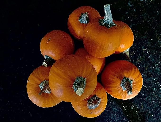 Park Seed Kandy Korn Plus Hybrid Pumpkin Seeds – Non-GMO, Miniature Deep Orange Pumpkins with Dark Green Handles, High-Yielding Bush Vines for Small Spaces, Pack of 10