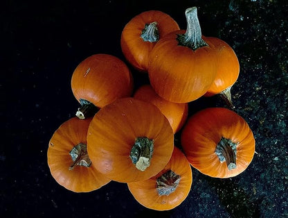 Park Seed Kandy Korn Plus Hybrid Pumpkin Seeds – Non-GMO, Miniature Deep Orange Pumpkins with Dark Green Handles, High-Yielding Bush Vines for Small Spaces, Pack of 10