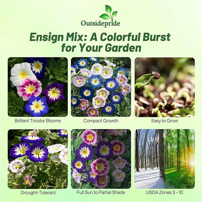 Outsidepride Ensign Mix Morning Glory Seeds - 1000 Pcs. Annual, Dwarf Mounding Flower Seeds for Planting Trumpet-Shaped Tricolored Blooms, Ideal for Garden Boxes, Beds & Containers
