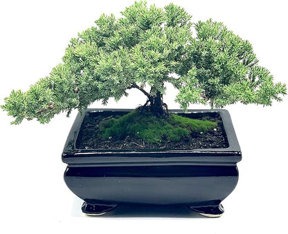 Live Dwarf Juniper Bonsai Tree | Indoor/Outdoor | 100% Handcrafted| Home and Office Décor | Best Gift for Holiday (L)