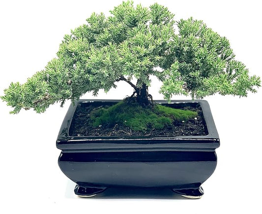 Live Dwarf Juniper Bonsai Tree | Indoor/Outdoor | 100% Handcrafted| Home and Office Décor | Best Gift for Holiday (L)