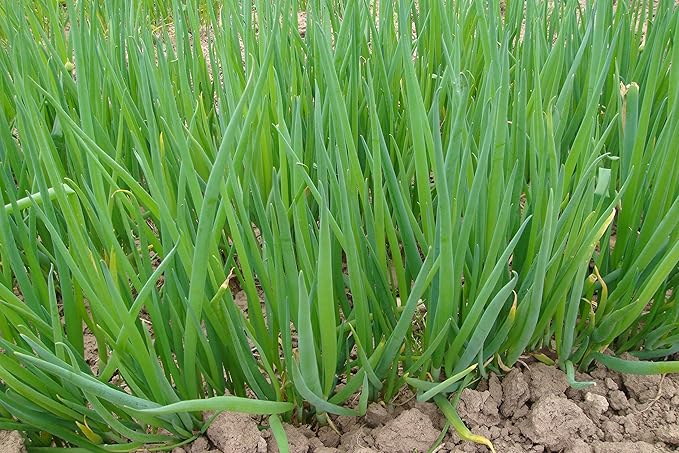 Seeds Welsh Onion Piero Green (Allium fistulosum) Vegetable for Planting Giant Non GMO 300 Seeds
