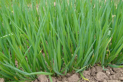 Seeds Welsh Onion Piero Green (Allium fistulosum) Vegetable for Planting Giant Non GMO 300 Seeds