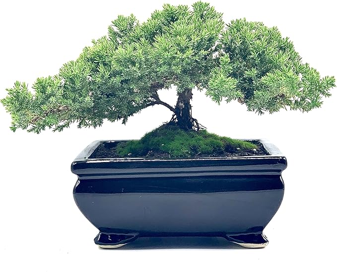 Live Dwarf Juniper Bonsai Tree | Indoor/Outdoor | 100% Handcrafted| Home and Office Décor | Best Gift for Holiday (L)