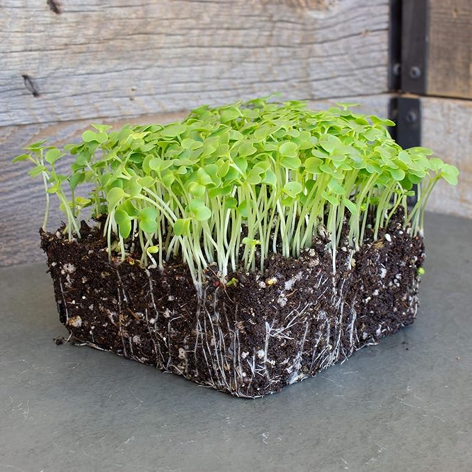 Green Mustard Microgreens Seeds - 4 Oz ~48,000 Seeds - Grow Non-GMO Micro Mustard Herb Greens - Premium Seed - High Germination Rate
