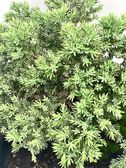 Live Dwarf Juniper Bonsai Tree | Indoor/Outdoor | 100% Handcrafted| Home and Office Décor | Best Gift for Holiday (L)