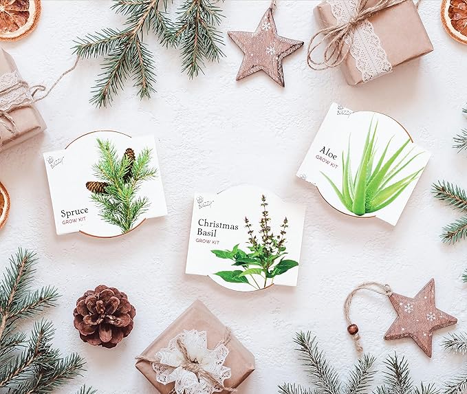 BUZZY Seeds Radiant Collection Grow Kits, 12-Pack Mini Terracotta Pots with Aloe, Christmas Basil, and Spruce Seed Packs,All-in-One Starter Set for All Ages, Gardening Gifts, Stocking Stuffers