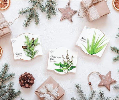 BUZZY Seeds Radiant Collection Grow Kits, 12-Pack Mini Terracotta Pots with Aloe, Christmas Basil, and Spruce Seed Packs,All-in-One Starter Set for All Ages, Gardening Gifts, Stocking Stuffers