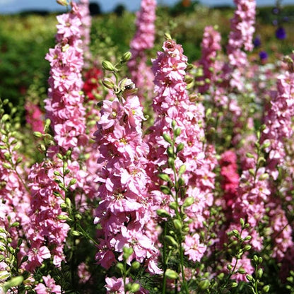 Outsidepride Delphinium Pink Larkspur Seeds for Planting Outdoors - 1000 Pcs Annual, Self-Seeding, Heat & Drought Tolerant Wildflower Seeds, Colorful Blooms for Flower Arrangement & Pollinator Garden