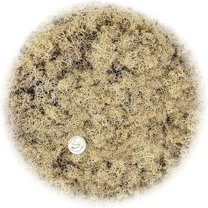 GARDENERA Premium Preserved Reindeer Moss for Potted Plants, Terrariums, Fairy Gardens, Arts and Crafts or Floral Decor Design in Natural (4 Quart Bag)