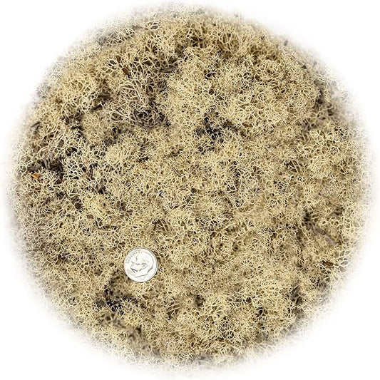 GARDENERA Premium Preserved Reindeer Moss for Potted Plants, Terrariums, Fairy Gardens, Arts and Crafts or Floral Decor Design in Natural (4 Quart Bag)