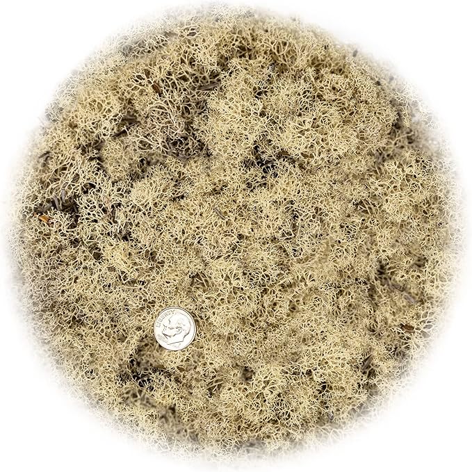 GARDENERA Premium Preserved Reindeer Moss for Potted Plants, Terrariums, Fairy Gardens, Arts and Crafts or Floral Decor Design in Natural (1 Quart Bag)