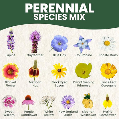 Perennial Species Mix - Large 5g Envelope - 2,500 Flower Seeds for Planting - Wildflower Mix