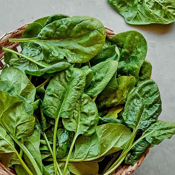 Burpee Space Hybrid Spinach Seeds - High-Yield, Disease-Resistant Variety