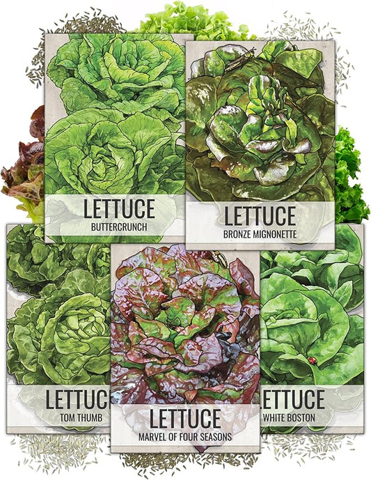 Seed Needs, Butterhead Lettuce Seeds for Planting (5 Lettuce Variety Pack/Seed Collection) Heirloom, Non-GMO & Untreated - Great for Hydroponics