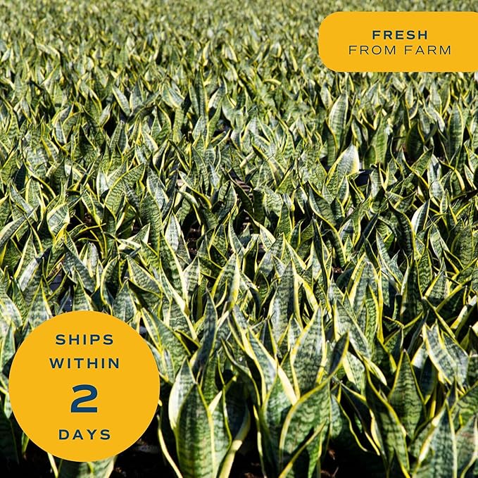 Costa Farms Snake Plant, Sansevieria Live Plant in Decorative Pot, Easy to Maintain, Air Purifying Succulent Indoor Houseplant, Assorted Variety, Home, Room, or Office Décor, 8-12 Inches Tall