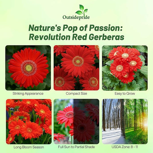 Outsidepride Red Gerbera Seeds - 20 Pcs Perennial, Compact & Low Maintenance, Flower Seeds for Planting w/Mounding Foliage & Vibrant Red Blooms, Ideal for Garden Landscaping & Cut Flower Arrangements