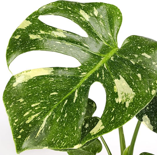 Wild Interiors Thai Constellation Green and Cream Monstera Live Plants in 5” Grower Pot