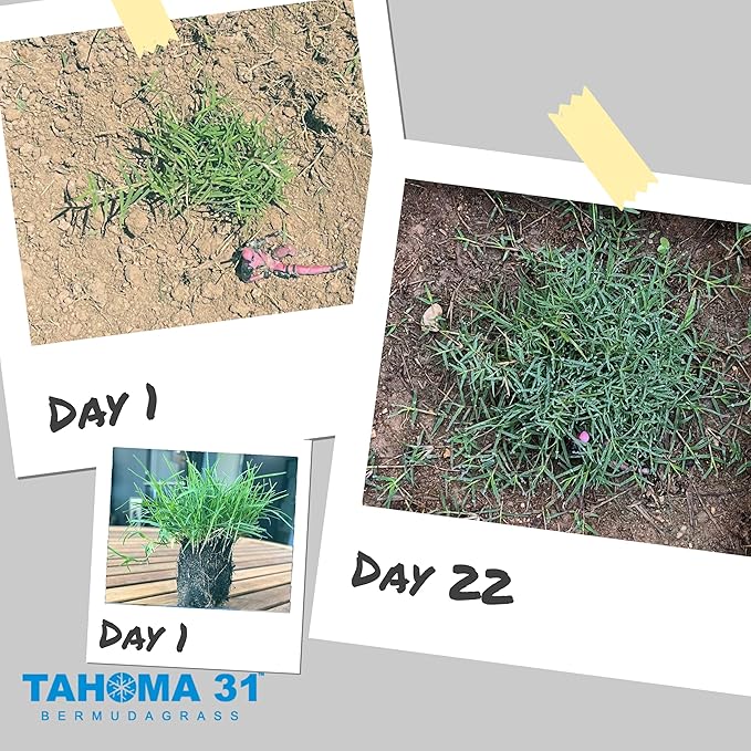 | Bermuda Grass Plugs - 200 Large Plugs, Fast Growing, Low Maintenance Green