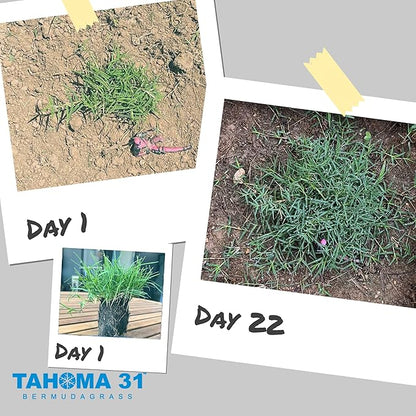 | Bermuda Grass Plugs - 200 Large Plugs, Fast Growing, Low Maintenance Green