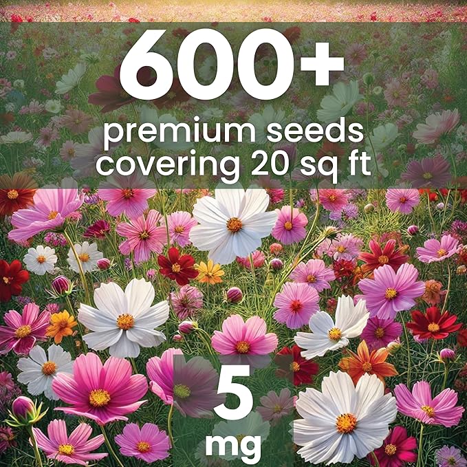 Crazy Cosmos Mix - Large 5g Envelope - 600 Flower Seeds for Planting - Cosmos bipinnatus