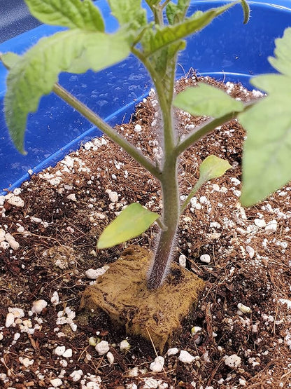 Voulosimi 15QT Organic Perlite Horticultural Soil Amendment for Plants and Enhanced Drainage Enhanced Growth(5-8mm), ZZ-154512156