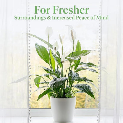 American Plant Exchange Peace Lily, Live Spathiphyllum Plant, Indoor Flowering Houseplant, 4-Inch Pot, Deco Cover, Easy Care, Low Light, Perfect for Housewarming, Sympathy, or Party Gift