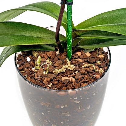 Organic Premium Orchid Soil Mix by Gardenera - Hand Mixed Classic Sphagnum Moss Potting Soil Mix - for Phalaenopsis Orchid - 20 Quart (4 Bags of 5 Quart)