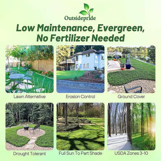 Outsidepride Perennial White MiniClover Seed - 2 lb. Dwarf, Small-Leaved, Drought & Wear-Tolerant Micro Clover Seeds for Lawn, Ideal Low-Maintenance & Easy to Grow Ground Cover Seeds for Home Yard