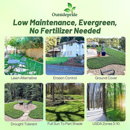 Outsidepride Perennial White MiniClover Seed - 1/4 lb. Dwarf, Small-Leaved, Drought & Wear-Tolerant Micro Clover Seeds for Lawn, Ideal Low-Maintenance & Easy to Grow Ground Cover Seeds for Home Yard