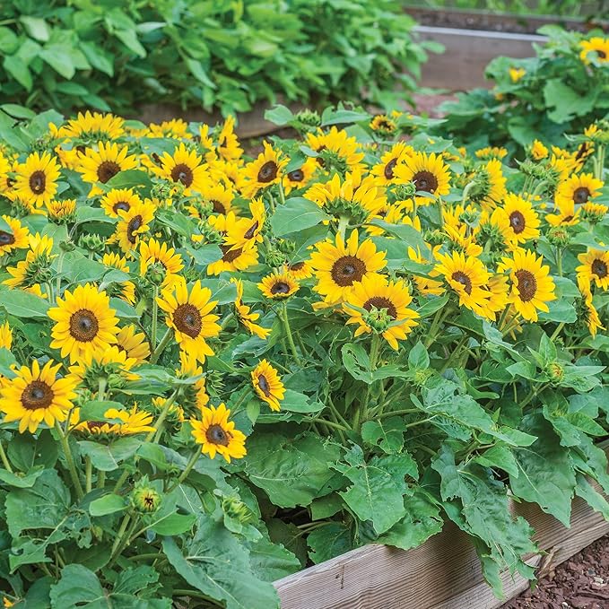 Burpee 'Sunray Yellow Hybrid' Sunflower Seeds for Planting - 500mg Non-GMO Seed Packet - Dwarf Plants, Hybrid, Annual Flower, Pollinator Friendly Garden, Direct Sow (Sunflower, Sunray Yellow Hybrid)